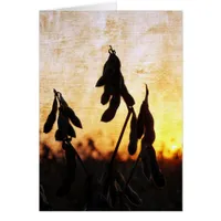 Soybean Sunset Cards