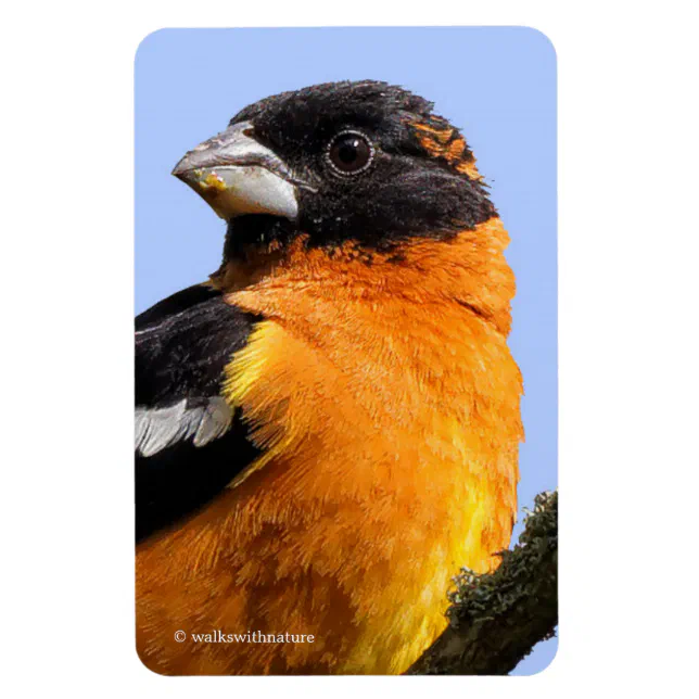 Beautiful Black-Headed Grosbeak in a Tree Magnet