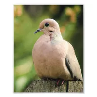 Serene Mourning Dove Sits on Fence Photo Print