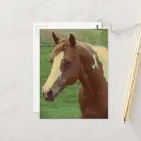Gorgeous Spring Paint Horse Mare Postcard
