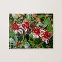 A Quartet of Pineapple Guava / Guavasteen Flowers Jigsaw Puzzle