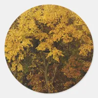 Autumn Trees Classic Round Sticker