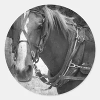 Buggy Horse at the Hitching Post Classic Round Sticker
