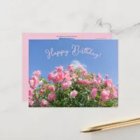 Pink rose bush under blue sky, custom  postcard