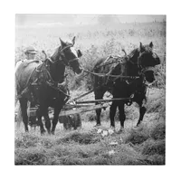 Haying Time in Black and White Ceramic Tile