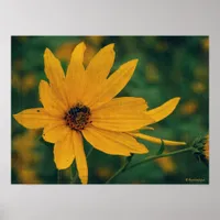 Yellow Wildflower and Bee Poster