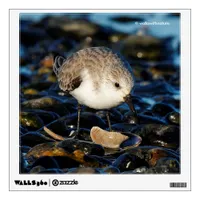 Cute Sanderling Dines on Clam at Beach Wall Sticker