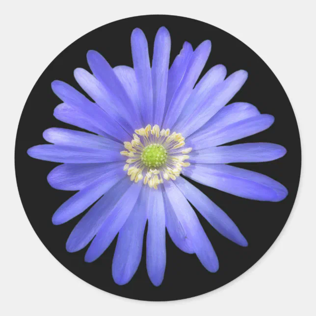 Elegant Blue Anemone Flower Classic Round Sticker