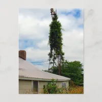 Old Farmstead Postcard