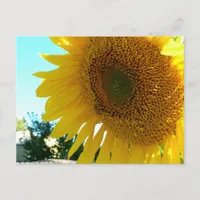 Postcard - Sunflower and Bee