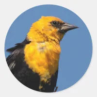 Gorgeous Yellow-Headed Blackbird on a Windy Day Classic Round Sticker