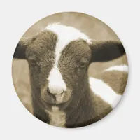 Lamb in Sepia  Magnet