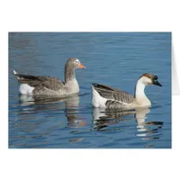 Geese at the Park