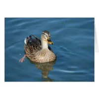 Duck in Water
