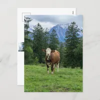 Cute cow in Allgaeu - Bavaria, Germany  Postcard