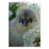 Blue Cochin Chick
