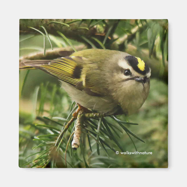 Cute Little Kinglet Causes a Stir in the Fir Magnet