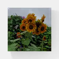 Sunflowers and Morning Glories Paperweight