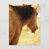 Funny Buckskin Postcard