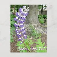 Thinking About You Purple Lupine Floral Postcard