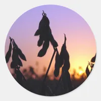 Soybeans at Sunset Classic Round Sticker