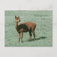 Postcard - Alpaca - Wish you were here