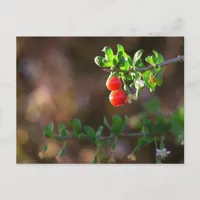 Cute Couple Berries Postcard