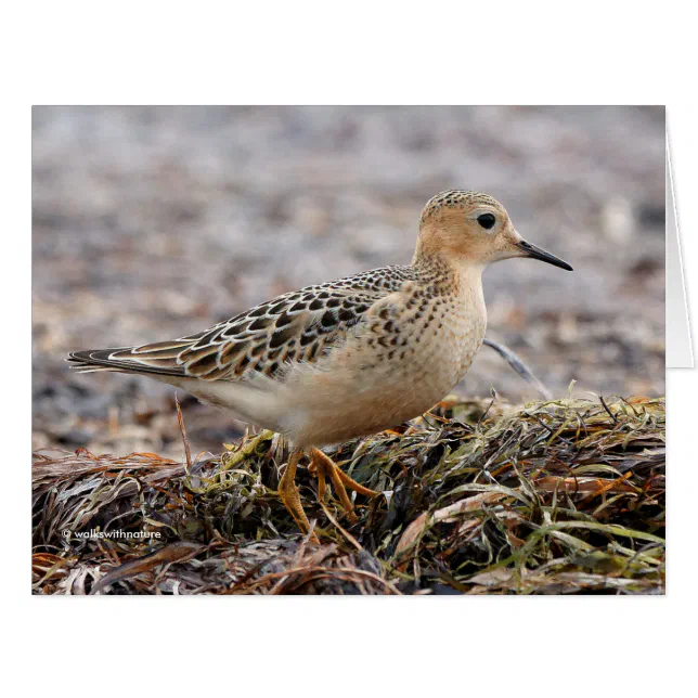 Profile of a Buff-Breasted Sandpiper at the Beach