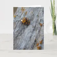 Japanese Beetle on Fence Card