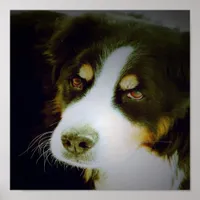 Bernese Mountian Dog Poster