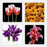 Colorful Irises Lilies Rudbeckias Tulips Flowers Coaster Set
