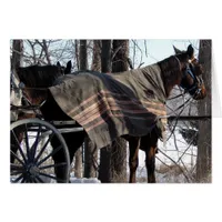 Amish Horses Waiting In Winter