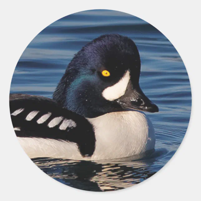 Profile of a Barrow's Goldeneye Classic Round Sticker