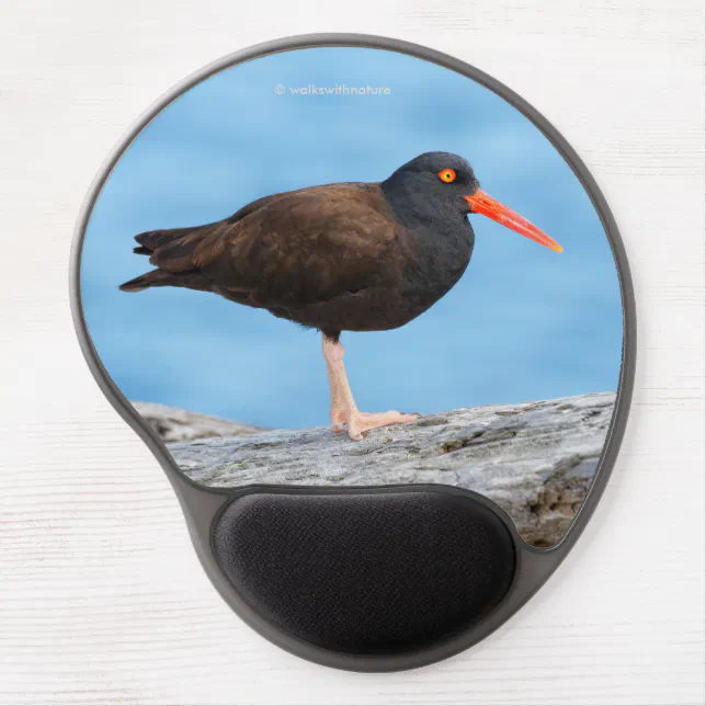 WWN Black Oystercatcher on Beach Driftwood