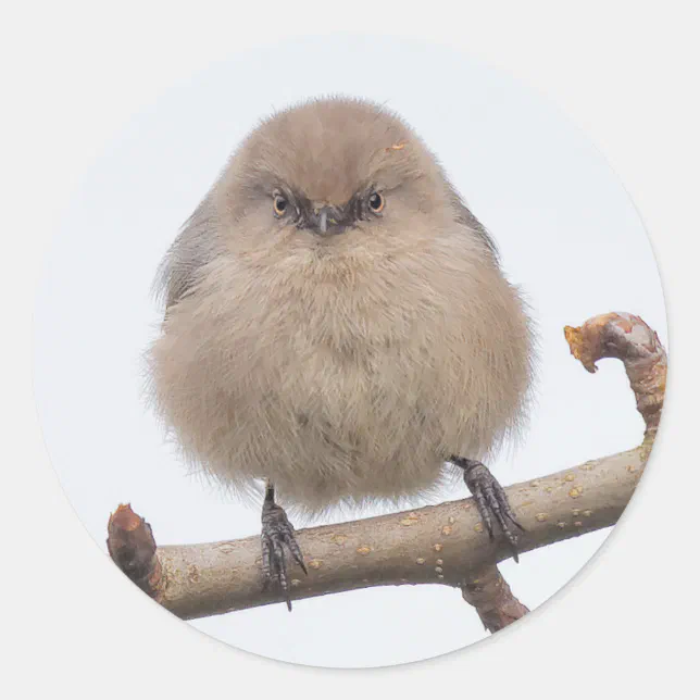 Female Bushtit in the Pear Tree Classic Round Sticker