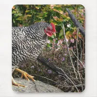 Barred Rock