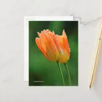 Beautiful Dew-Kissed Pastel Orange Tulips Postcard