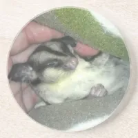 Sugar Glider Sleeping in Blanket Sandstone Coaster