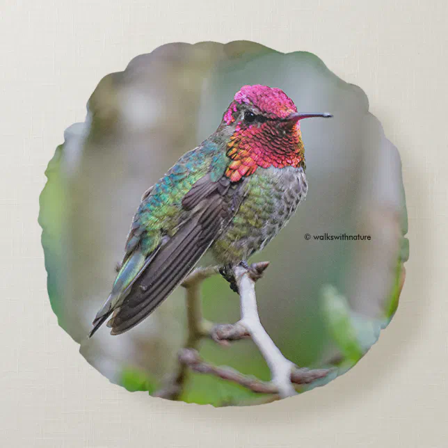 Stunning Male Anna's Hummingbird on the Plum Tree Round Pillow