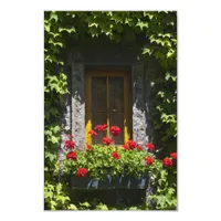 Red Geranium Flowers Window Box Photo Print
