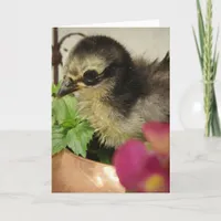 Frizzle Chick in Flowers Card