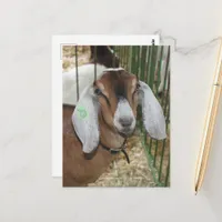 Nubian Goat at the County Fair Postcard