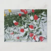 Welcome to Wisconsin Tulips in Snow in April Postcard