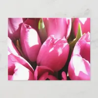 Pink Tulips Postcard