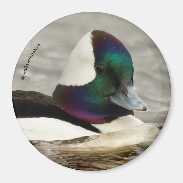 Cute Bufflehead Duck at the Pond Magnet