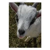 Squiggles the Alpine Billy Kid