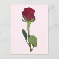 Red Rose Postcard