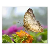 Butterfly and Flower Close-up Photo 