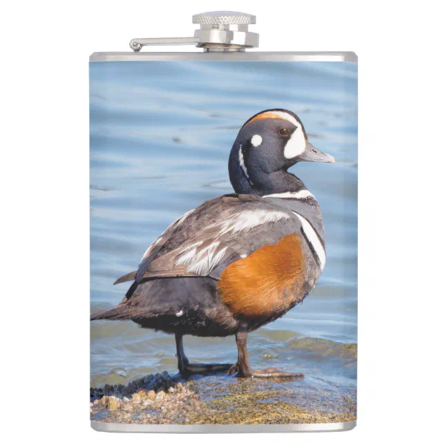 Beautiful Harlequin Duck on the Rock Hip Flask