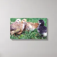 Chicks Canvas Print